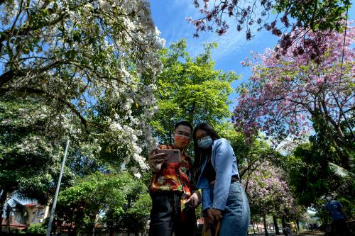 FENOMENA POKOK TEKOMA MENJADI TARIKAN