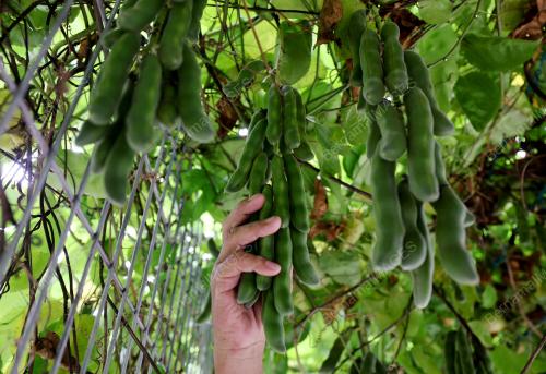 KEBUN KOMUNITI DALAM BANDAR