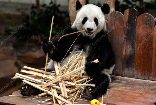 KEHADIRAN PANDA DI ZOO NEGARA