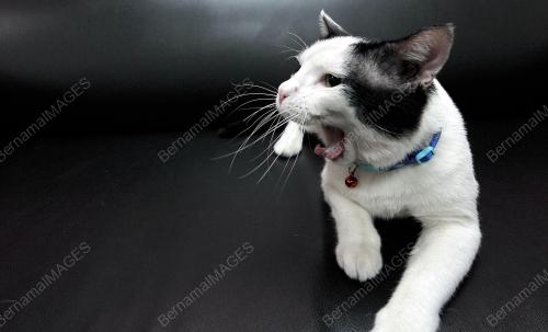 KL37_14032016_KUCING