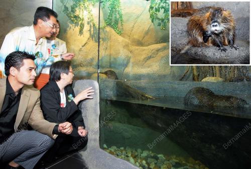 GIANT WATER RAT