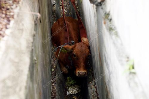 KL37_24122014_LEMBU