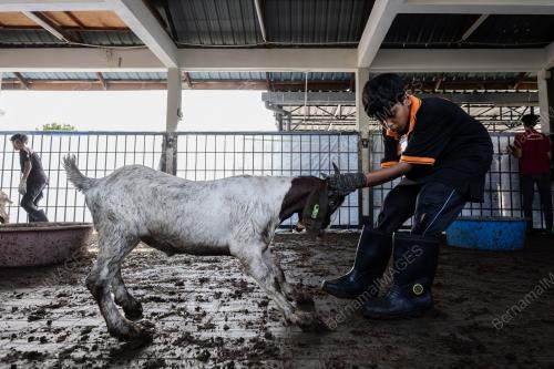 IBADAH KORBAN KAMBING KOMUNITI INDIA MUSLIM