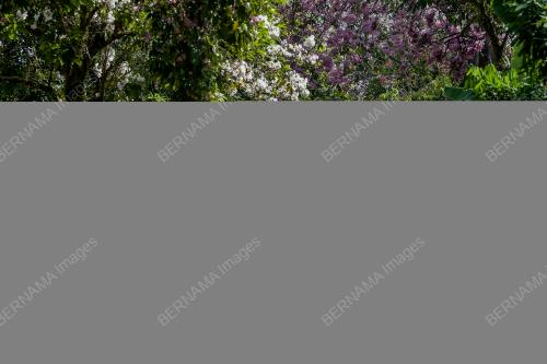FENOMENA POKOK TEKOMA MENJADI TARIKAN