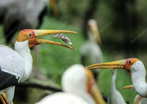 KL37_29052018_BURUNG_BN201805289537