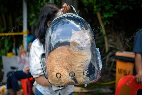 KUCING PELIHARAAN KEJADIAN KEBAKARAN SALURAN PAIP GAS
