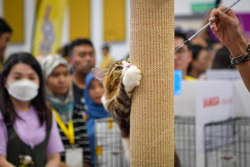 KARNIVAL KUCING MADANI