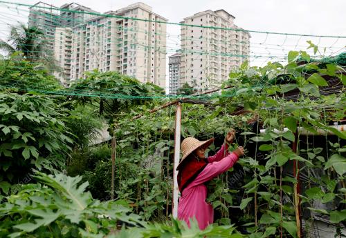 KEBUN KOMUNITI DALAM BANDAR