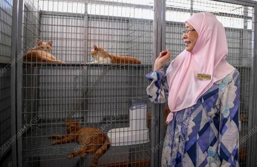 TAMAN KUCING MADANI
