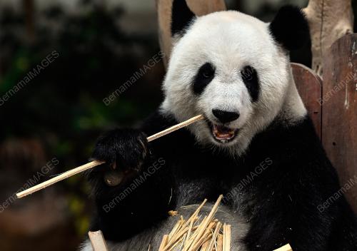 KEHADIRAN PANDA DI ZOO NEGARA