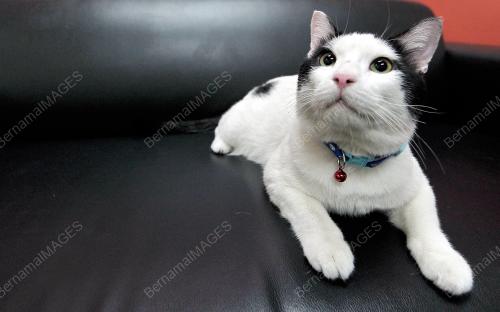 KL38_14032016_KUCING_2