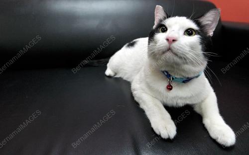 KL38_14032016_KUCING