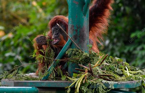 SAMBUTAN HARI ORANGUTAN SEDUNIA 2023