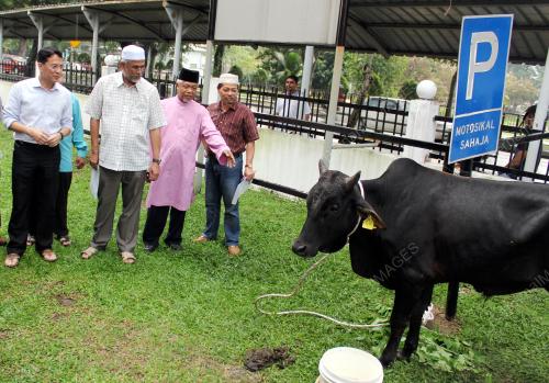 KL38_22092015_LEMBU
