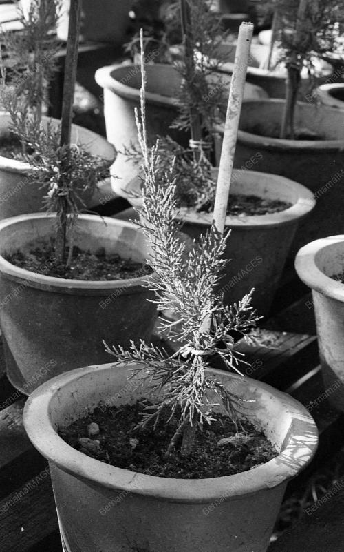 INSTANT TREES