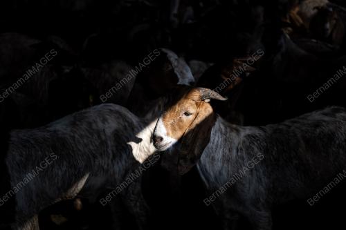 IBADAH KORBAN KAMBING KOMUNITI INDIA MUSLIM