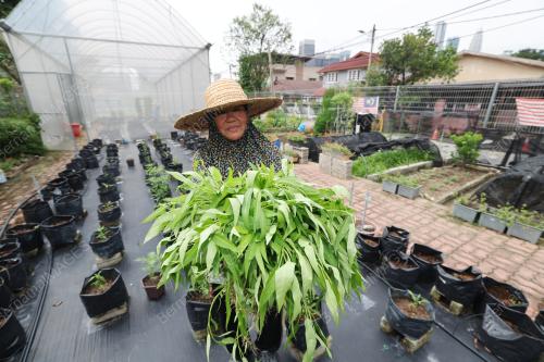 KEBUN KOMUNITI DALAM BANDAR