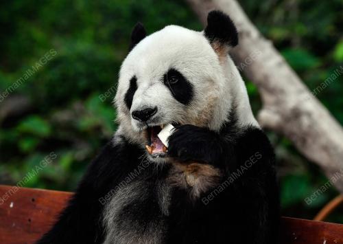 KEHADIRAN PANDA DI ZOO NEGARA