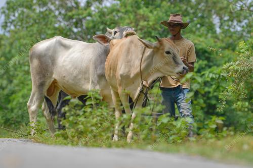 PENTERNAK LEMBU KORBAN KERESAHAN