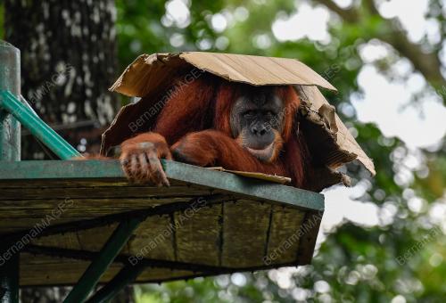 SAMBUTAN HARI ORANGUTAN SEDUNIA 2023