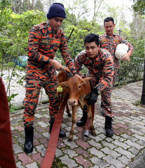 KL39_24122014_LEMBU