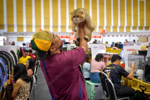 KARNIVAL KUCING MADANI