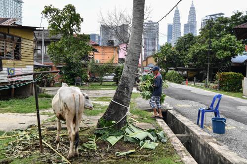 TINJAUAN LEMBU KORBAN