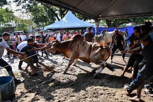 ROHINGYA IBADAH QURBAN AIDILADHA