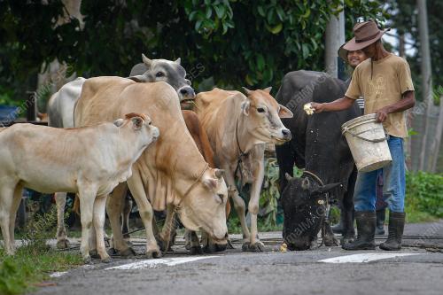 PENTERNAK LEMBU KORBAN KERESAHAN