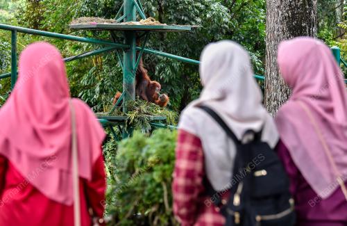 SAMBUTAN HARI ORANGUTAN SEDUNIA 2023