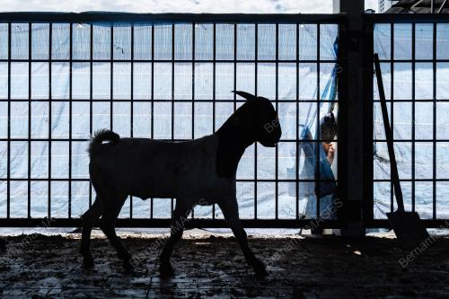IBADAH KORBAN KAMBING KOMUNITI INDIA MUSLIM