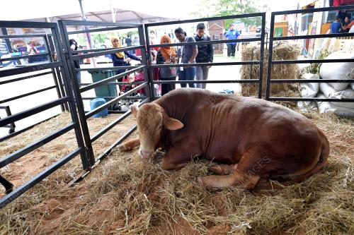 KL40_28092017_LEMBU_SADO_HPPNK