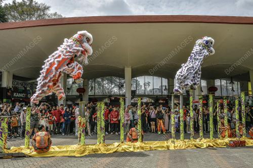 TARIAN SINGA ZOO NEGARA
