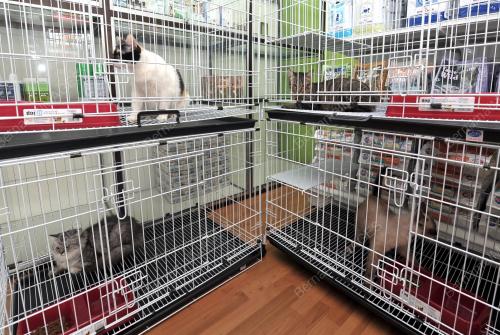 KL41_11082013_VETERINAR