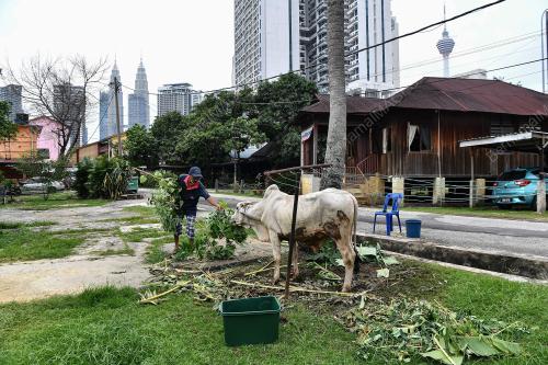 TINJAUAN LEMBU KORBAN