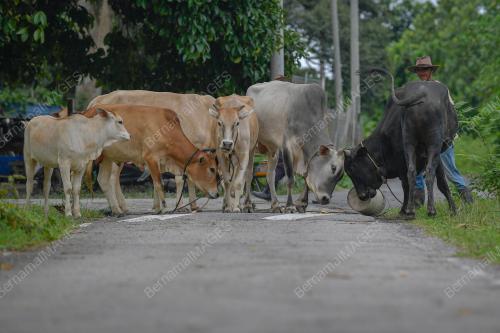 PENTERNAK LEMBU KORBAN KERESAHAN