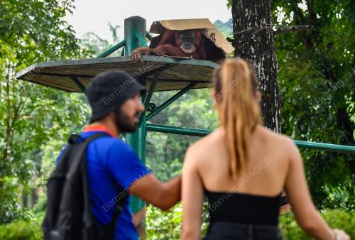 SAMBUTAN HARI ORANGUTAN SEDUNIA 2023