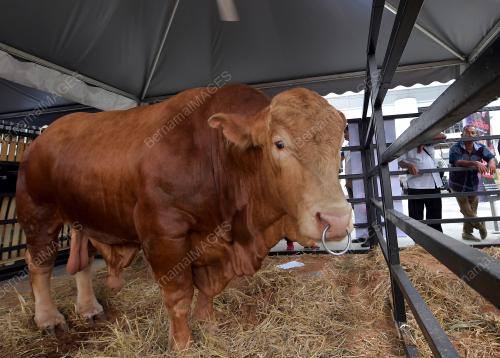 KL41_28092017_LEMBU_SADO_HPPNK
