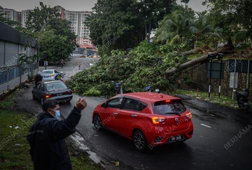 POKOK TUMBANG