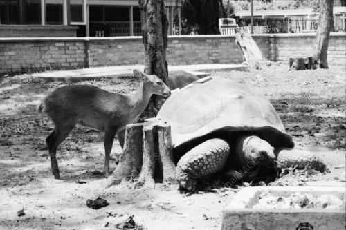 ZOO NEGARA