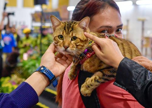 KARNIVAL KUCING MADANI