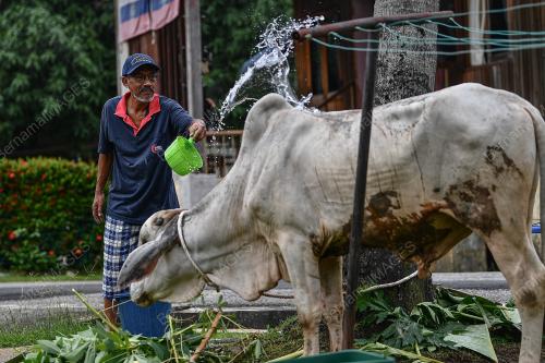 TINJAUAN LEMBU KORBAN