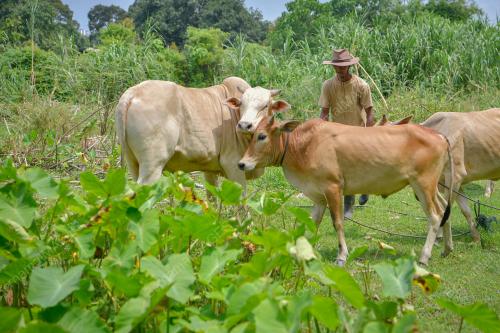 PENTERNAK LEMBU KORBAN KERESAHAN