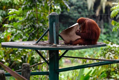 SAMBUTAN HARI ORANGUTAN SEDUNIA 2023