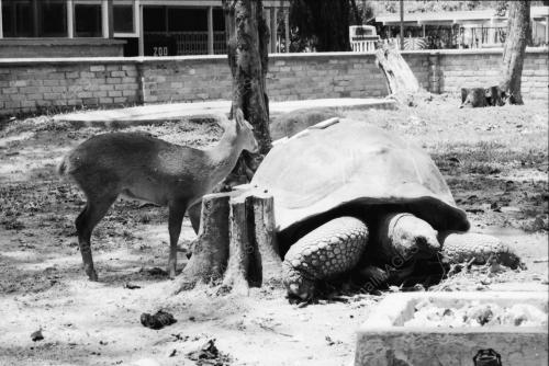 ZOO NEGARA