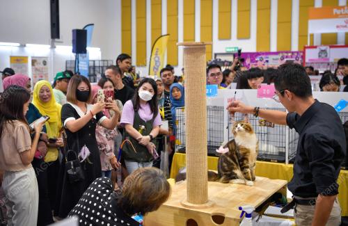 KARNIVAL KUCING MADANI