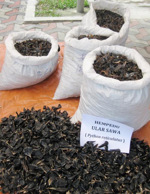 HEMPEDU ULAR