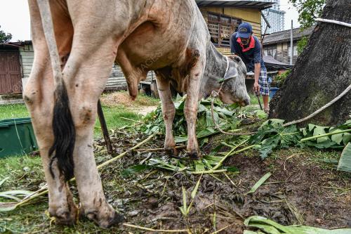 TINJAUAN LEMBU KORBAN