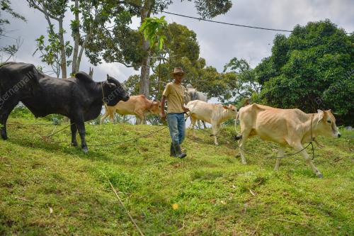 PENTERNAK LEMBU KORBAN KERESAHAN