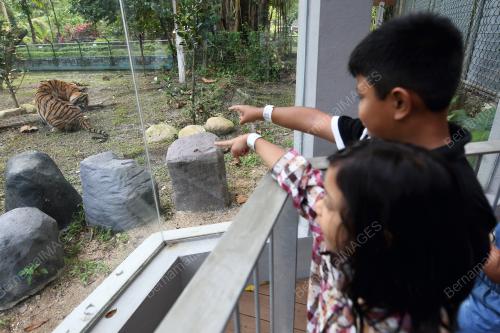 KL43_21032019_HARIMAU
